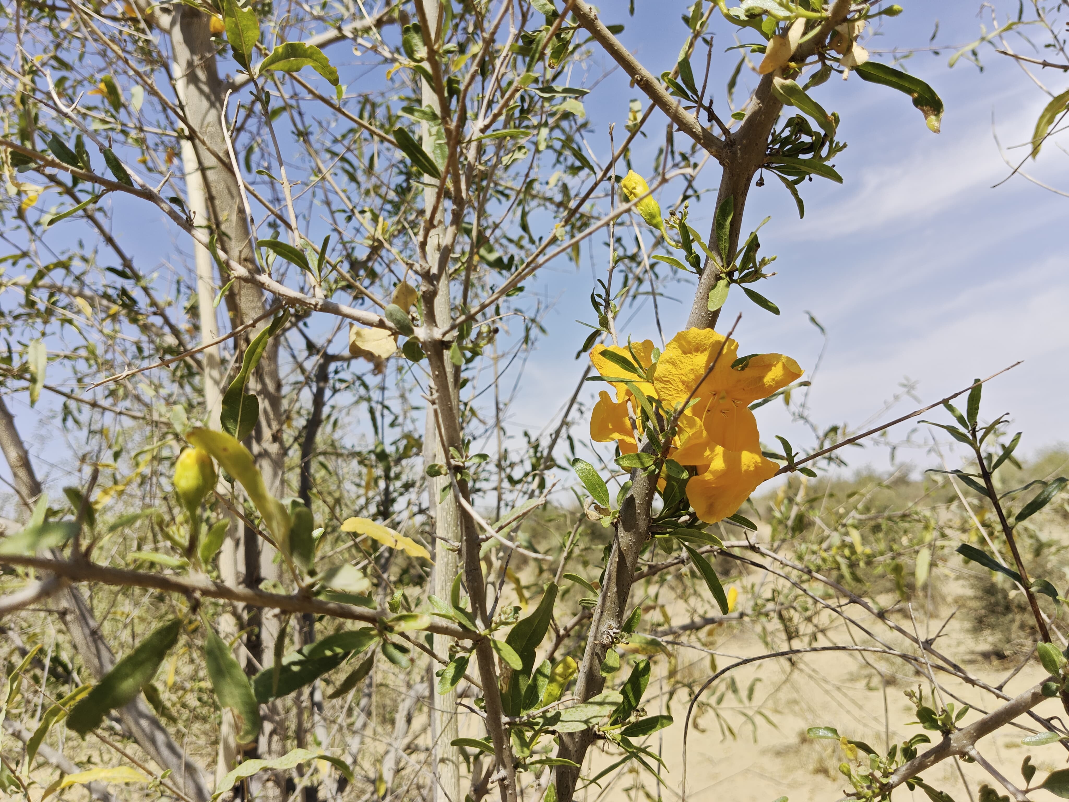 Compensatory Afforestation
